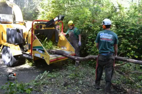 tree services Ephesus